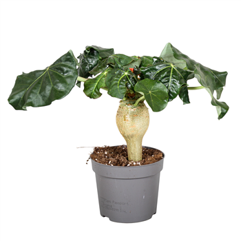 Jatropha podagrica F00000343