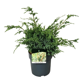 Juniperus chinensis 'Blue Alps' F00009462