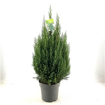 Juniperus chinensis 'Stricta' F00009342