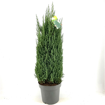 Juniperus chinensis 'Stricta' F00009325