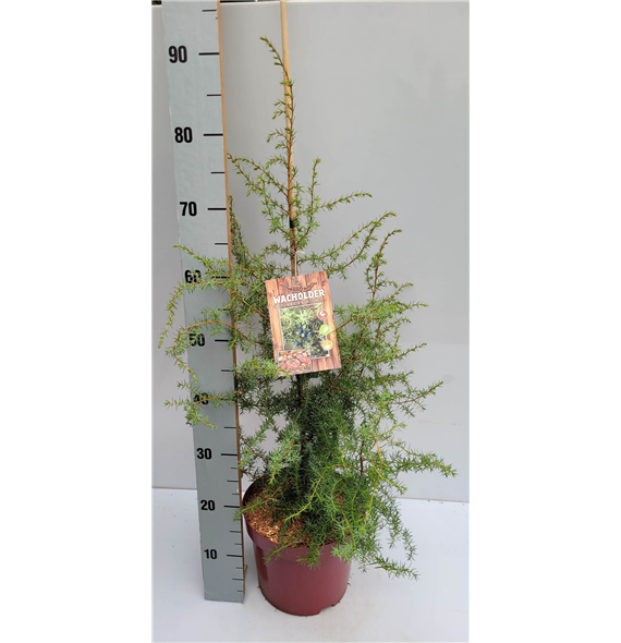 Juniperus communis F00009573