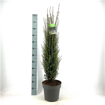 Juniperus communis 'Arnold' F00009282