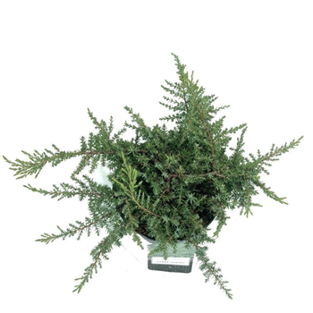 Juniperus communis 'Green Carpet' F00009235