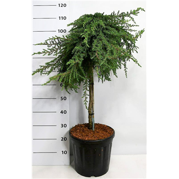 Juniperus communis 'Greenmantle' F00009057