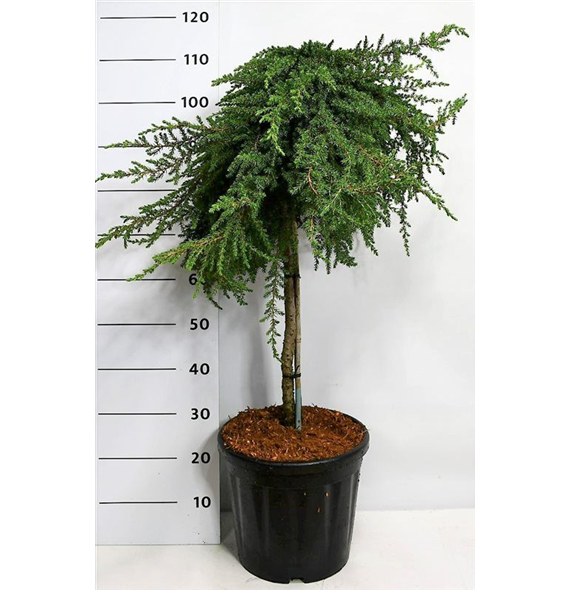 Juniperus communis 'Greenmantle' F00009057