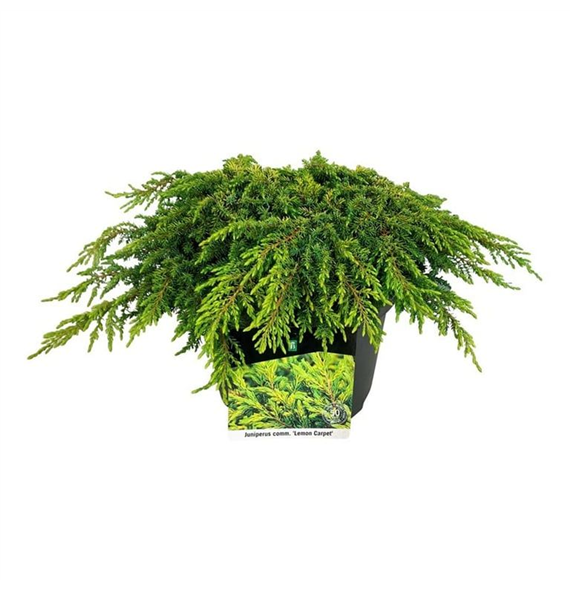 Juniperus communis 'Lemon Carpet' F00006847