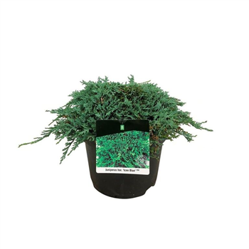 Juniperus horizontalis 'Monber' F00009453