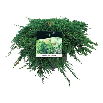 Juniperus horizontalis 'Pancake' F00009452