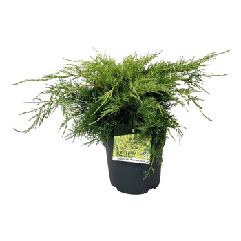 Juniperus pfitzeriana 'Pfitzeriana Aurea' F00009397