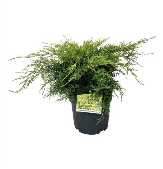 Juniperus pfitzeriana 'Pfitzeriana Aurea' F00009464