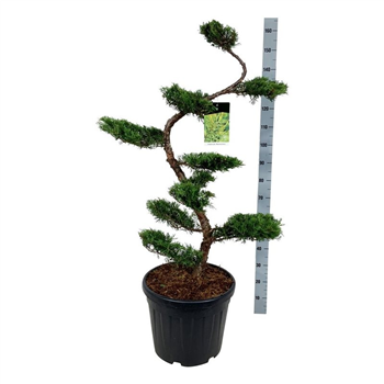 Juniperus pfitzeriana 'Pfitzeriana Aurea' F00009011
