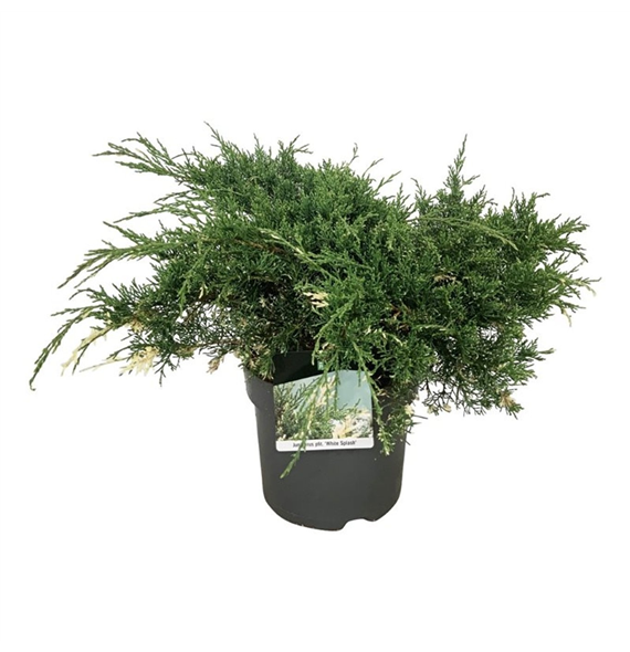 Juniperus pfitzeriana 'White Splash' F00009465
