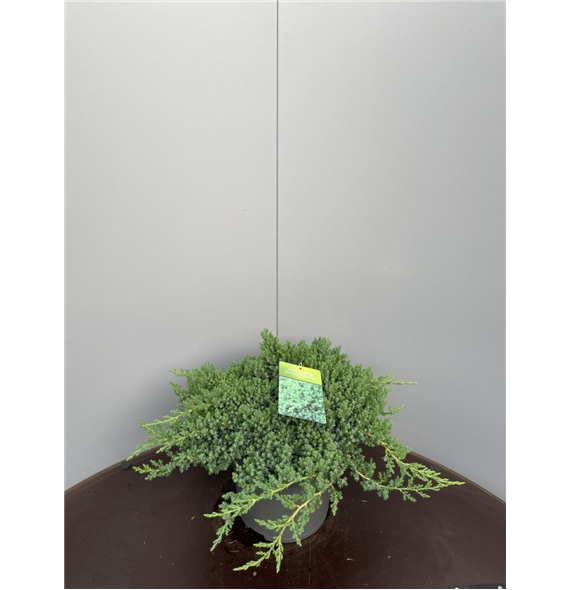 Juniperus procumbens 'Nana' F00009326