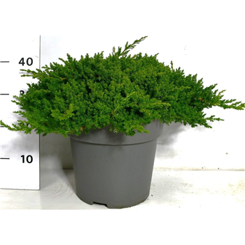 Juniperus procumbens 'Nana' F00005873