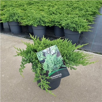 Juniperus procumbens 'Nana' F00006751
