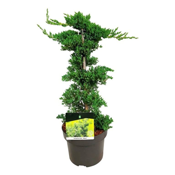Juniperus procumbens 'Nana' F00009551
