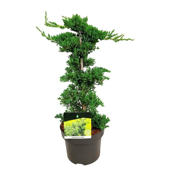Juniperus procumbens 'Nana' F00009551