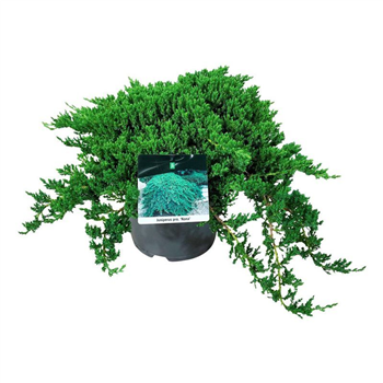 Juniperus procumbens 'Nana' F00009016