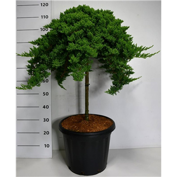 Juniperus procumbens 'Nana' F00009046