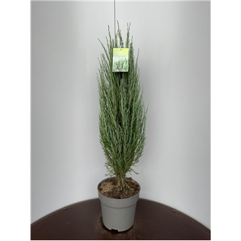 Juniperus scopulorum 'Blue Arrow' F00009298
