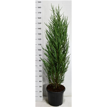 Juniperus scopulorum 'Blue Arrow' F00009070