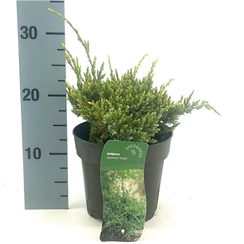 Juniperus squamata 'Holger' F00009181