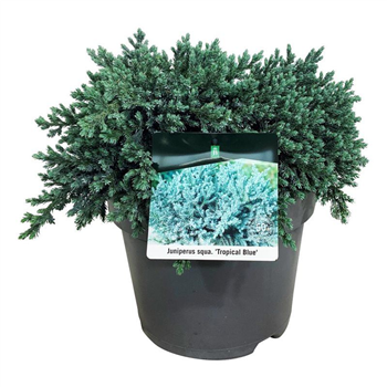 Juniperus squamata 'Tropical Blue' F00009467