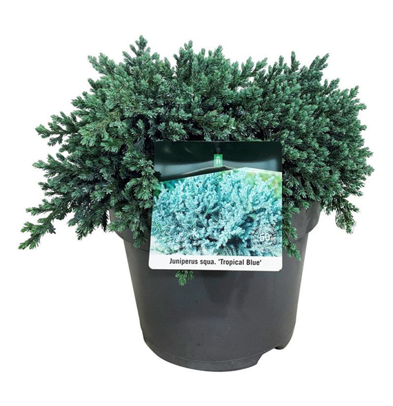 Juniperus squamata 'Tropical Blue' F00009467