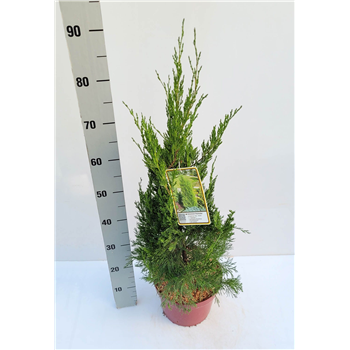 Juniperus virginiana 'Helle' F00009569