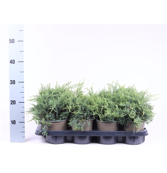 Juniperus x pfitzeriana 'Pfitzeriana Glauca' F00003612