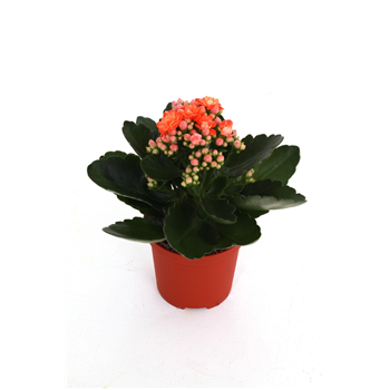 Kalanhoja 'Rosalina Don Pedro' F00000440