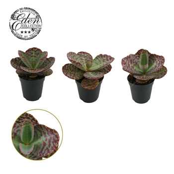 Kalanhoja humilis 'Surprising Desert' F00009415