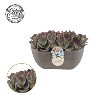 Kalanhoja humilis 'Surprising Desert' F00009417