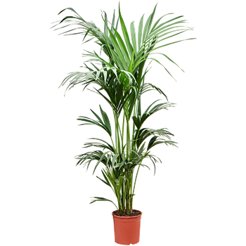 Kentia (Palma Hovea) forsteriana 4HOFOBX12