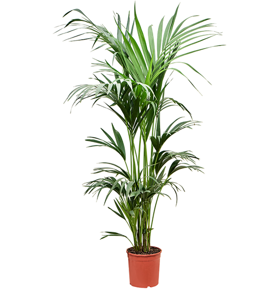 Kentia (Palma Hovea) forsteriana 4HOFOBX12