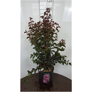 Lagerstroemia indica F00009371