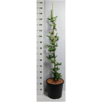 Larix kaempferi 'Diana' F00009044