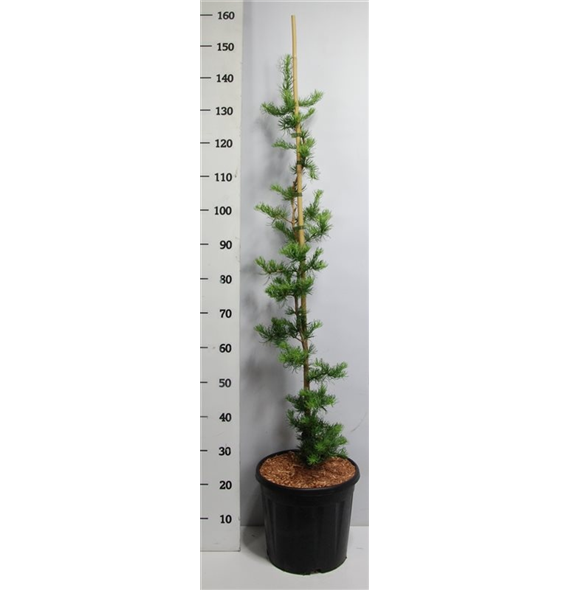 Larix kaempferi 'Diana' F00009044
