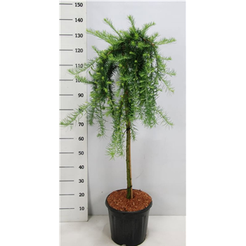 Larix kaempferi 'Stiff Weeper' F00009031