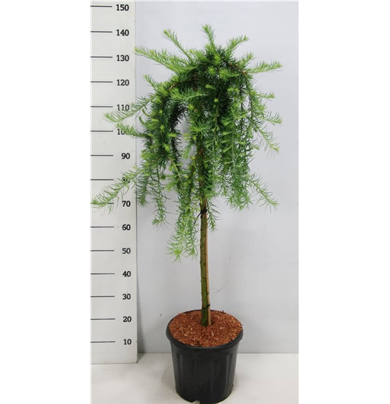 Larix kaempferi 'Stiff Weeper' F00009031