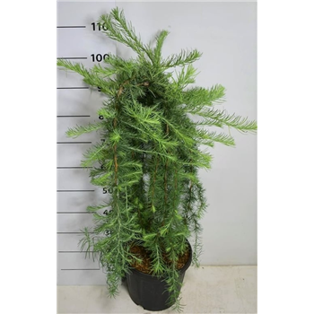 Larix kaempferi 'Stiff Weeper' F00009029