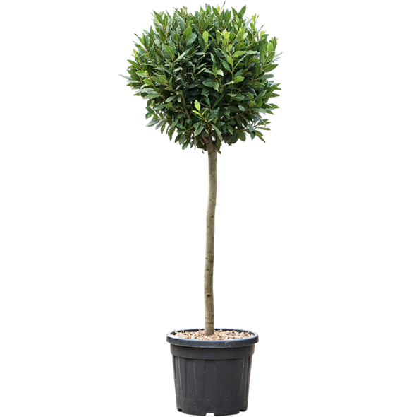 Laurus nobilis 5LANORS95