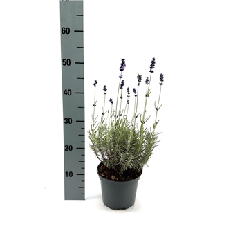 Lavandula angustifolia 'Hidcote' F00008993