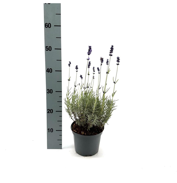 Lavandula angustifolia 'Hidcote' F00008993