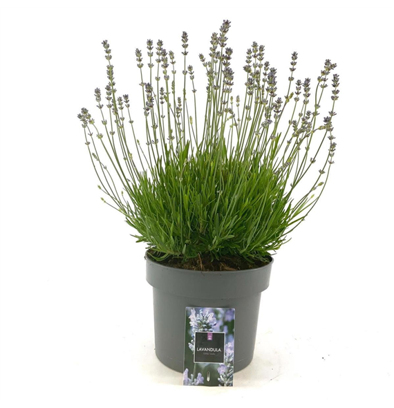 Lavandula angustifolia 'Little Lady' F00009176