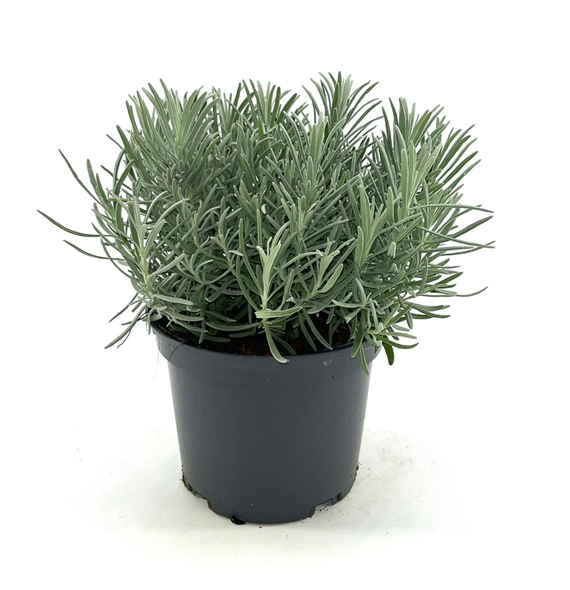 Lavandula intermedia 'Phenomenal' F00009508