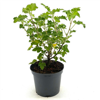 Lavatera 'Blue Bird' F00009505