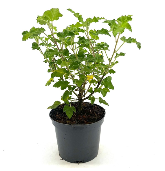 Lavatera 'Blue Bird' F00009505