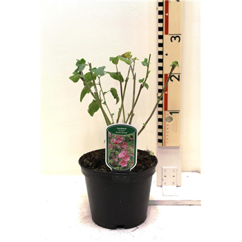 Lavatera 'Bredon Springs' F00009504