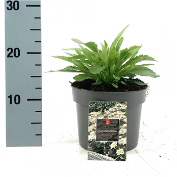Leucanthemum maximum 'Madonna' F00009279